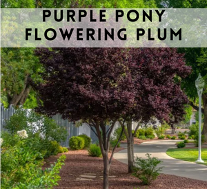 purple pony plum tree