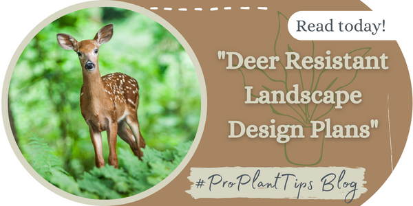 Deer Resistant Landscape Design Plans