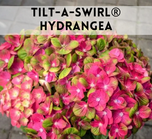tilt-a-swirl hydrangea
