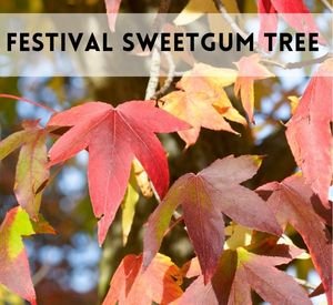 festival sweetgum