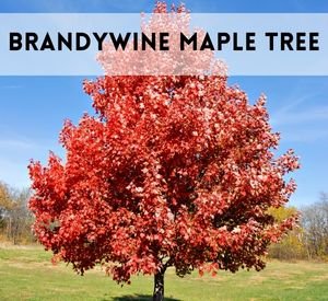 brandywine maple tree
