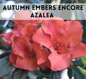 autumn embers azalea