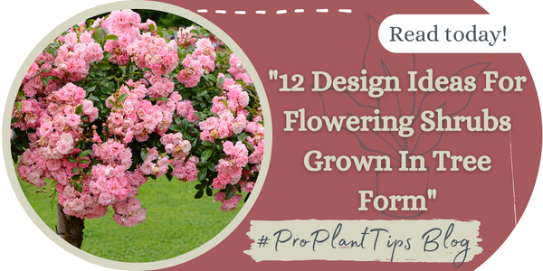 12 Design Ideas for Flowering Shrubs Grown in Tree Form