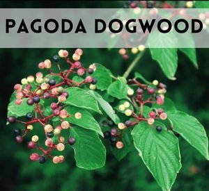 pagoda dogwood