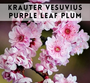 purple leaf plum