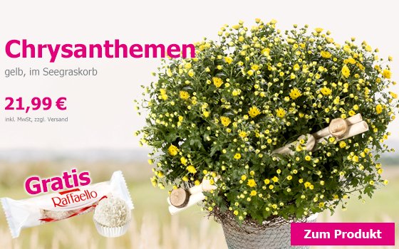 Wunderschöne Chrysanthemen im Seegraskorb mit gratis Raffaello für 21,99 €