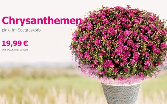 Wunderschöne Chrysanthemen im Seegraskorb für 19,99 €